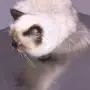 قطوه هملايا نادره 