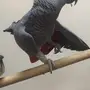 كاسكو كبتن كلام 