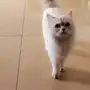قطه هملايا