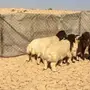 هرافى طيبات بالحيل 