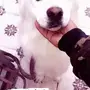 هاسكي. لتلقيح 