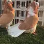 ((جوز بلجيكي اصفر))