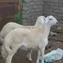 فحل حري صنف مشروط 