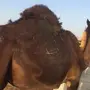 البيع ناقه مجهم 