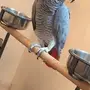 كاسكو كبتن