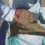 بذور رودس حرض