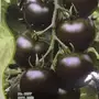 بذور طماطم أسود