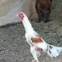ديك باكستاني - القصيم