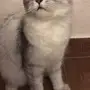 قطوة شيرازية 