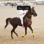 حصان عربي اصيل مصري للبيع