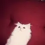 قطوه شيرازي امريكي