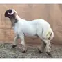 جذعان صنف للبيع