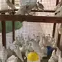 حمام-فرنسي