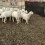 رخال صنف مقنى وشحم 