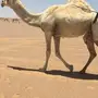 ناقة معشر كفوو 