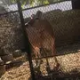 بقره جرسيه بيور 