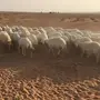 غنم حرية للبيع 