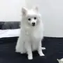 كلاب بومريرن للتزاوج ذكور