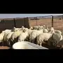 طليان حريات