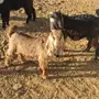 تيوس عارضية