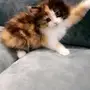 قطط شيرازيه 