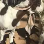 تيس هولندي