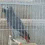 ساسكوا أفريقي