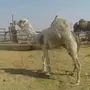 بعير باتلي