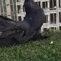 (( جوز رقاص هندي )))