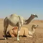للبيع بكره حقه