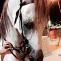 حصان شيخ وركوب طرب 
