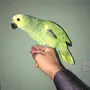 بلوفرنتد جاكو اليف حجل 2017
