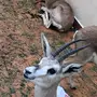 الرياض -    جوز غزلان