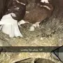 حمام بلجيكي جمله وتفريد 