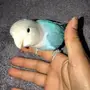 روز اليف هدد