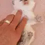 كيتن هيمالايا 
