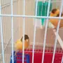 جوز كناري مع فروخه