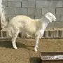 فحل حري صنف ابرص 
