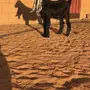 تيس مشروك عارضي طيب