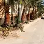 نخل واشنطني