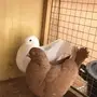 جوز كنق
