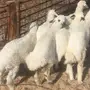 هرافي حريات