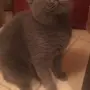 للبيع زوج سكوتش فولد 