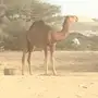 قعود كفو للبيع