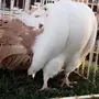 ((جوز رقاص هولندي))