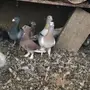 حمام شامي وانثى هومر