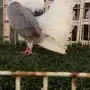 ((جوز رقاص هولندي((مكتف))