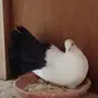 انثى شماسي