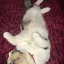 قطه اليفه للتبني عمرها 9 شهور