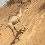 بكره شقحا للبيع